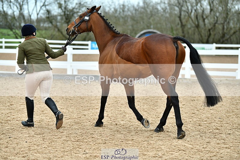 230416A-141938-05094 - Cls 67 Ridden Show Hunter