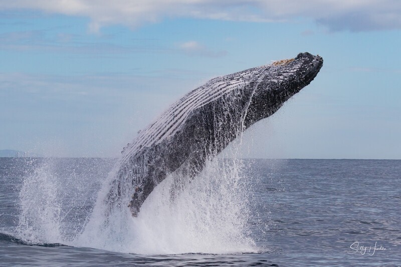 Humpback Ballet 8. 0A3A1476 - 2025 Whales