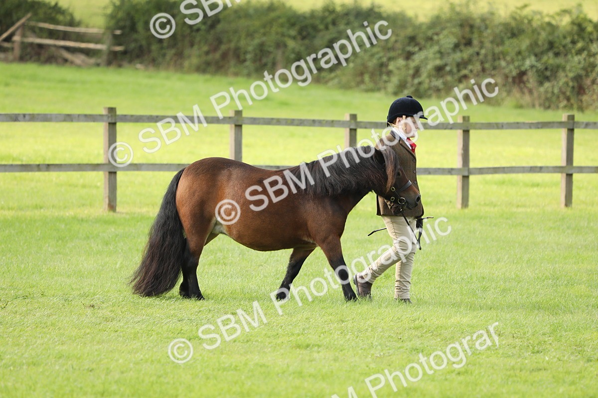 SBM_62377 - S46 - Mountain & Moorland In Hand Small Breeds