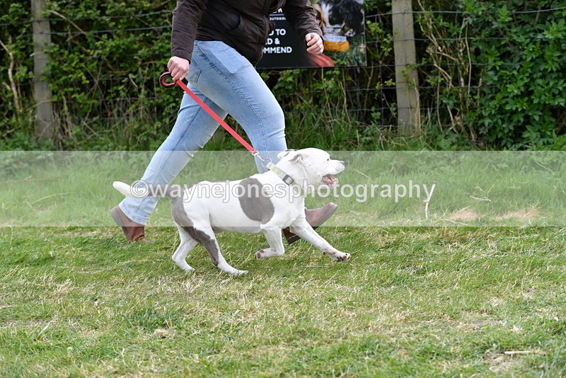 WJ5_9962 - Class 5 Best Veteran / 7 years & over