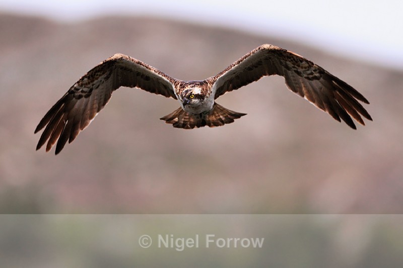 Osprey circling above the lake and looking for fish - Osprey