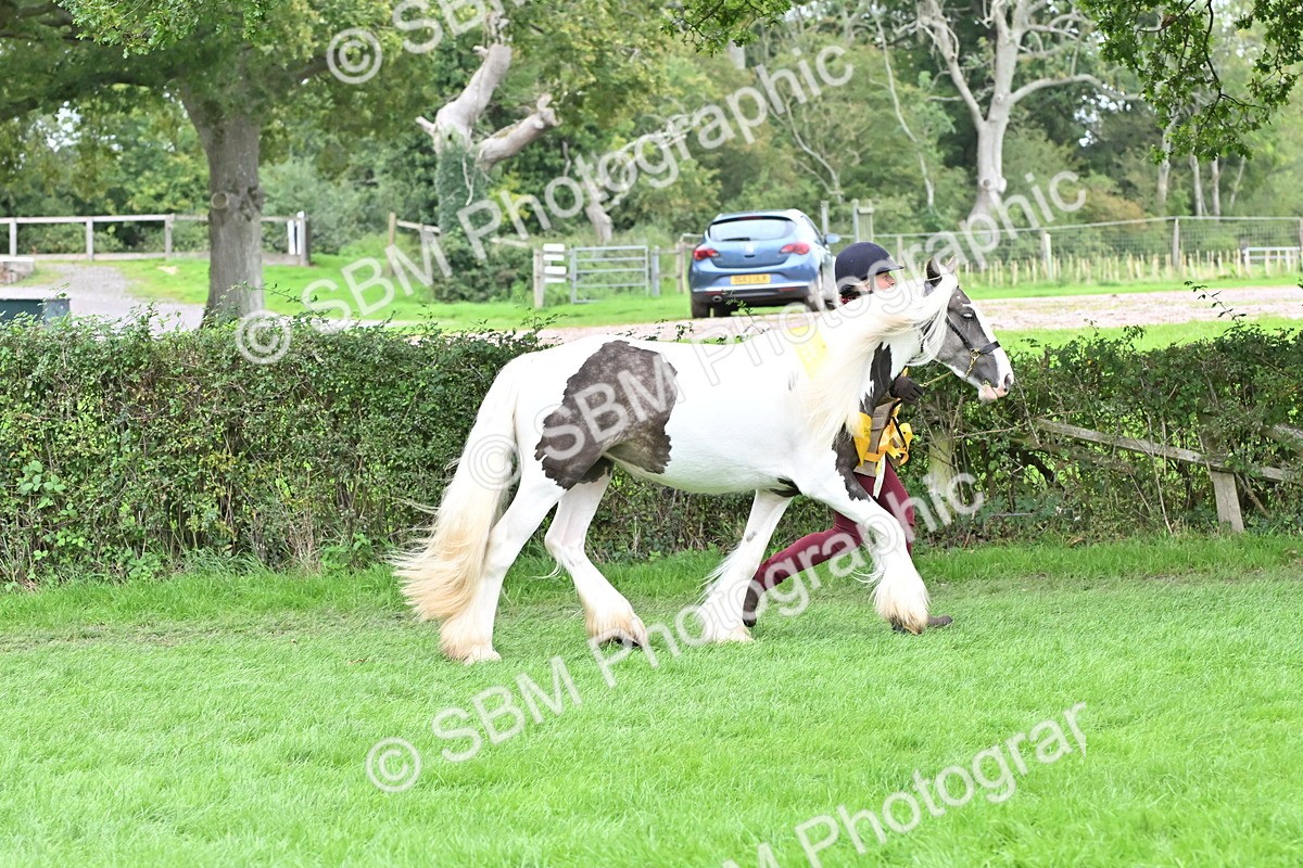 SBM_64974 - In Hand Pony & Younstock Supreme Championship