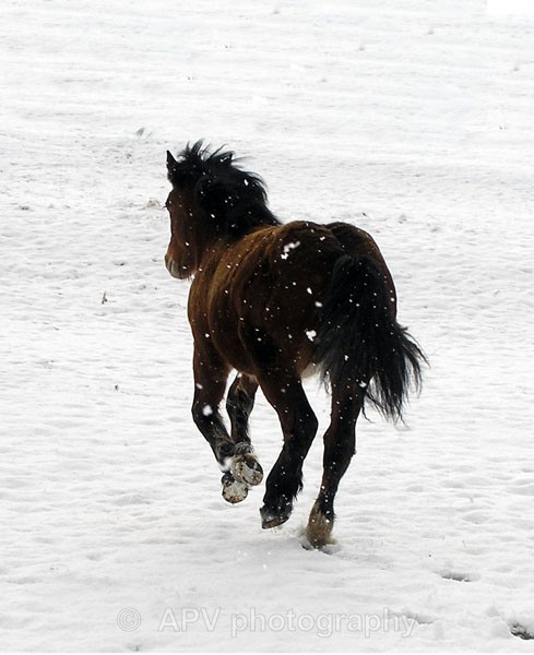  - Horses'n'Ponies