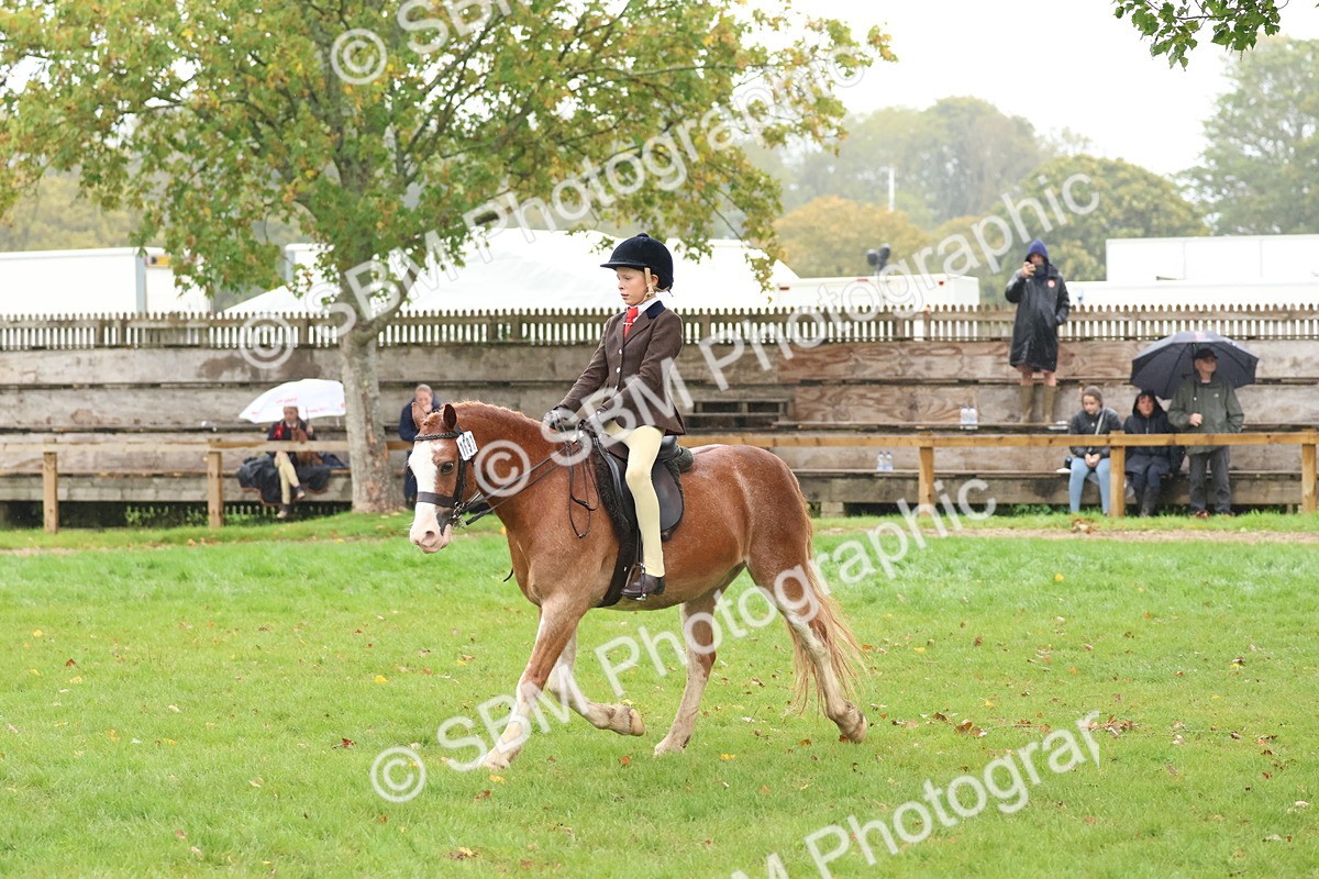 SBM_73070 - S63 Show Pony & Show Hunter Pony Ridden