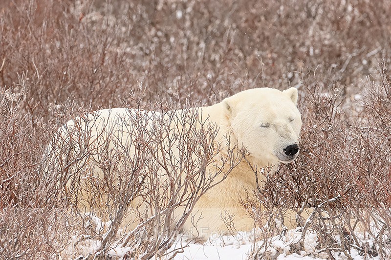 Sleeping Polar Bear in willow, Churchill, Canada - Polar Bear