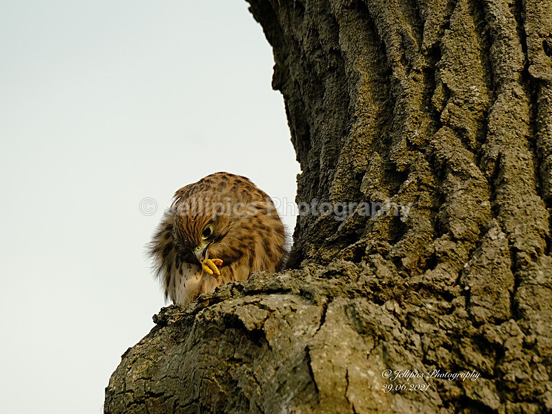  - Wildlife and Nature