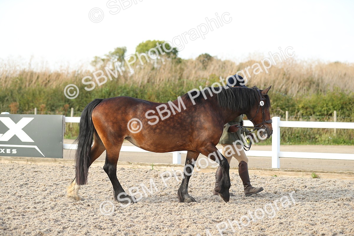 SBM_08735 - Class 28 - IH Veteran Horse