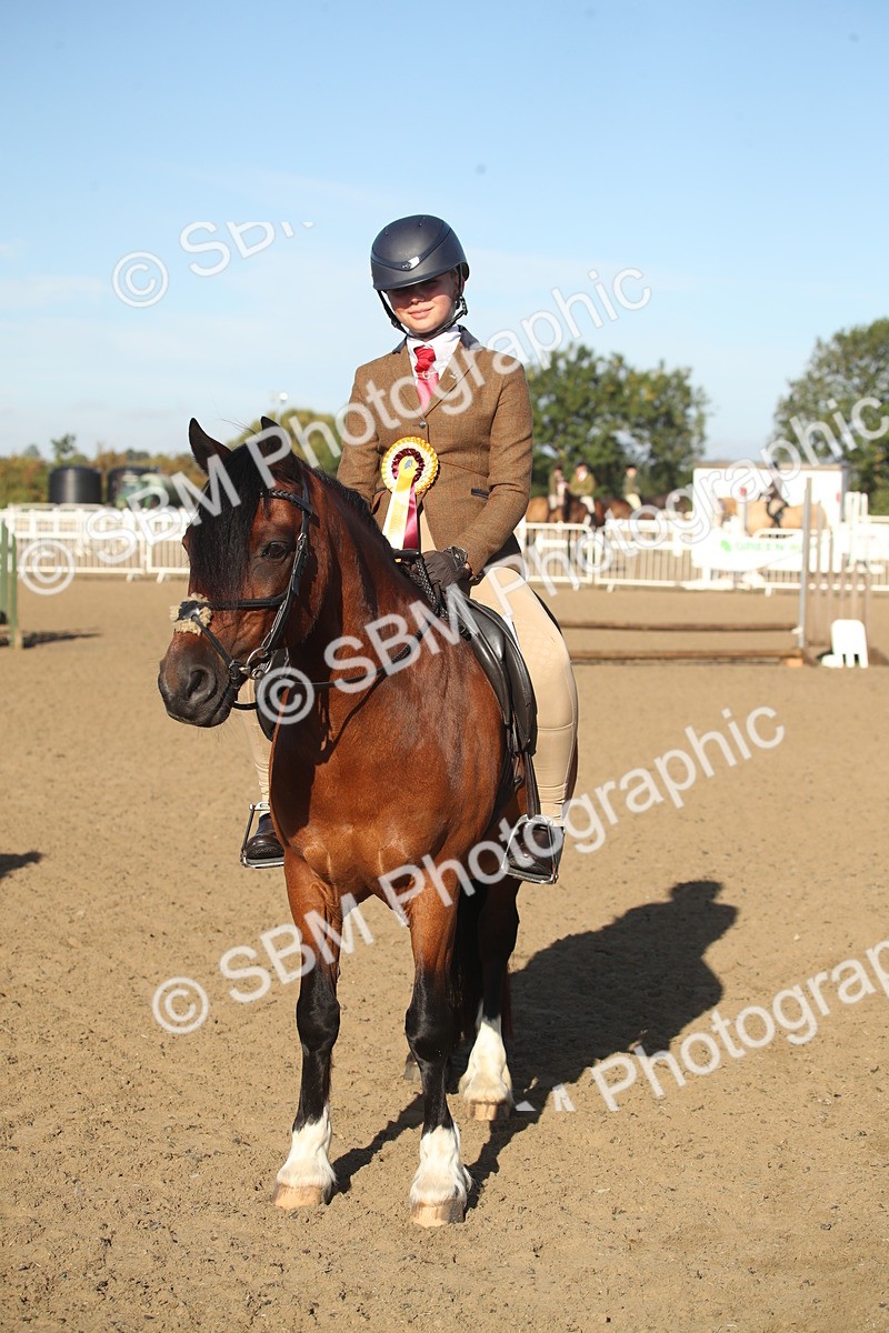 SBM_11588 - Class 502 - Riding Club Horse
