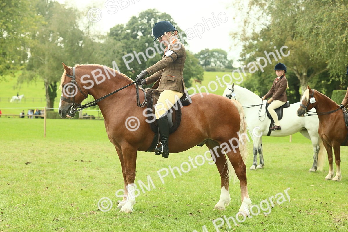 SBM_72280 - S60 - Mountain & Moorland Ridden Large Breeds