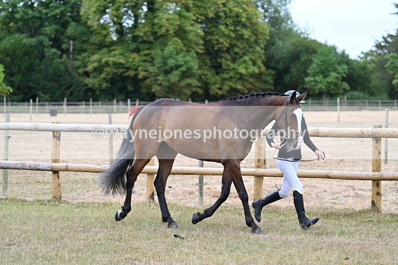 WJ7_8790 - Class 4a Prettiest Mare 14.2hh and over