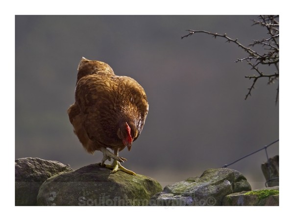 Hen - Captured Wild life/Domestic/ livestock Animals