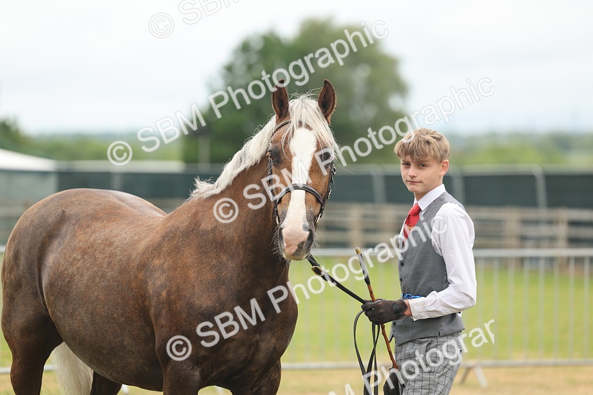 SBM_04922 - Class 50-57 - M&M Welsh Pony In Hand