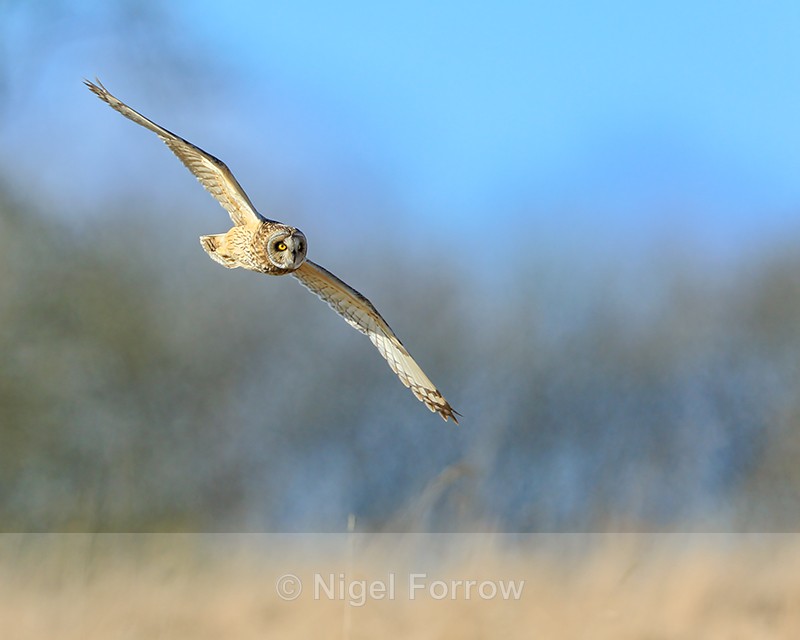 Short-eared Owl flying, Hawling, Gloucestershire - Short-eared Owl