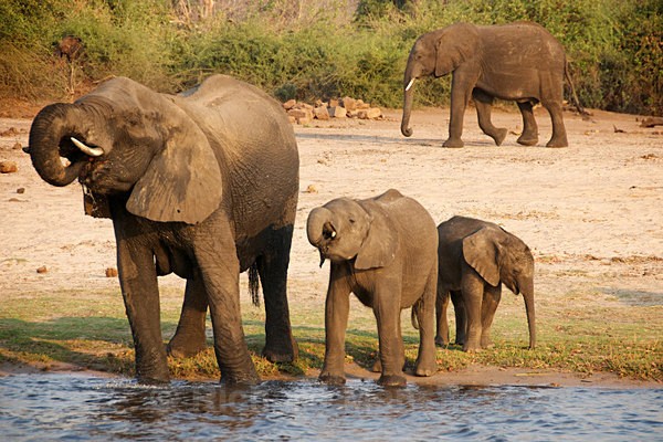  - African Journey