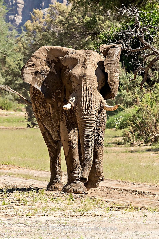 Desert Elephant (bull) - The Hoanib