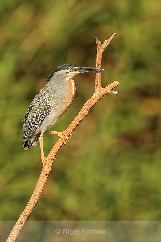 Striated Heron (adult), early morning, Mato Grosso, Brazil - Striated Heron