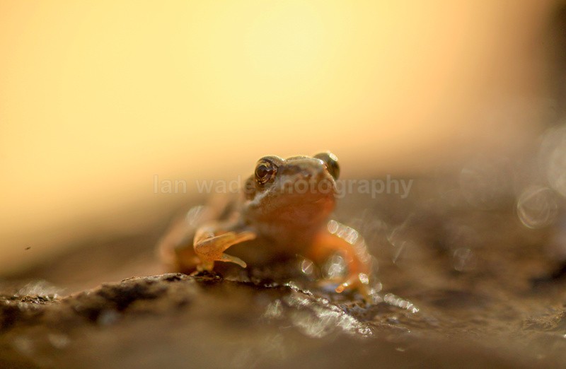Common frog in evening light - Reptiles, amphibians & pond life, Great Britian