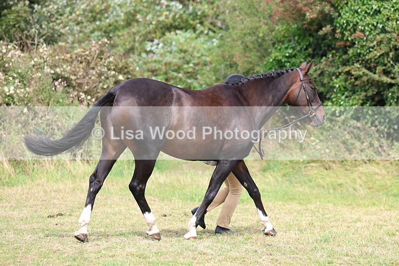 3E7A5523 - Class 20: Sports Horse In Hand