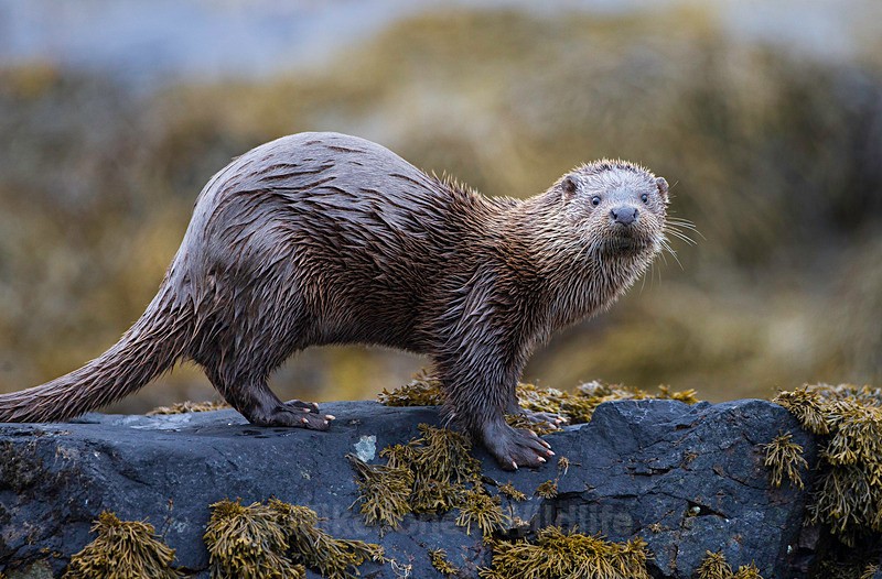OTTER, ISLE OF MULL, SCOTLAND - OTTERS, ISLE OF MULL, SCOTLAND