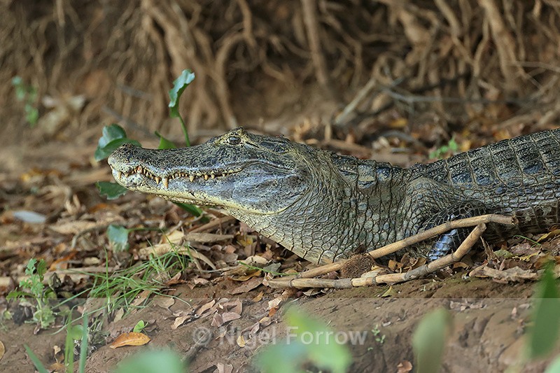 Yacare Caiman on river bank, Mato Grosso, Brazil - REPTILES & AMPHIBIANS