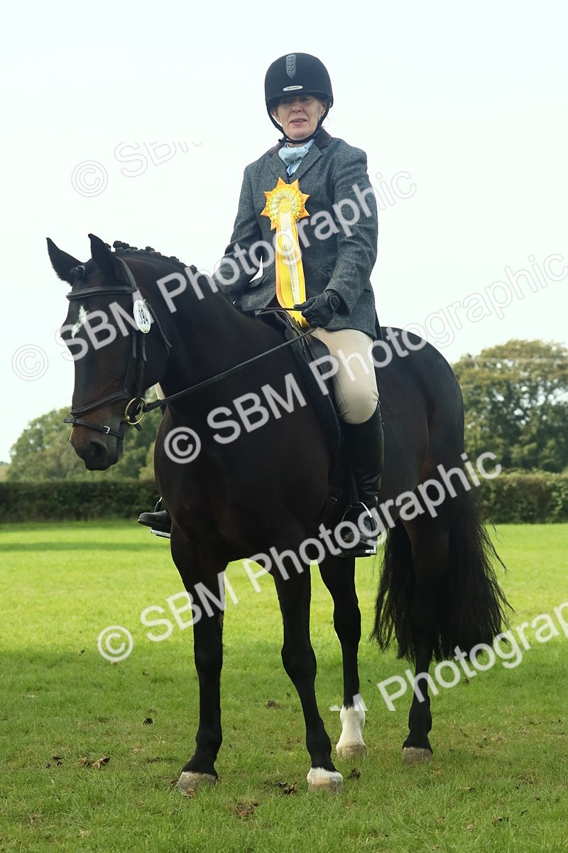 SBM_66796 - S34 - Rehabilitated Rescue Horse & Pony In Hand & Ridden