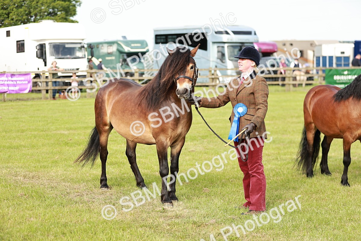 SBM_00544 - Class 14-23 - Mountain & Moorland In Hand Non Welsh