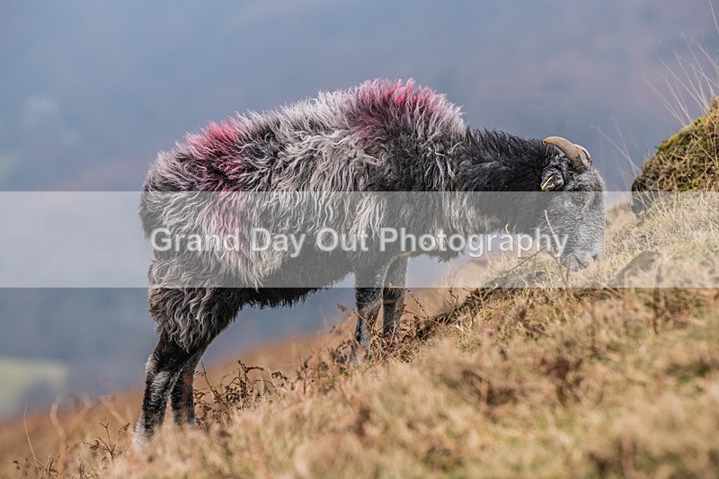 Loughrigg-979 - Loughrigg Silverhow Fell Race Sunday 2nd February 2025