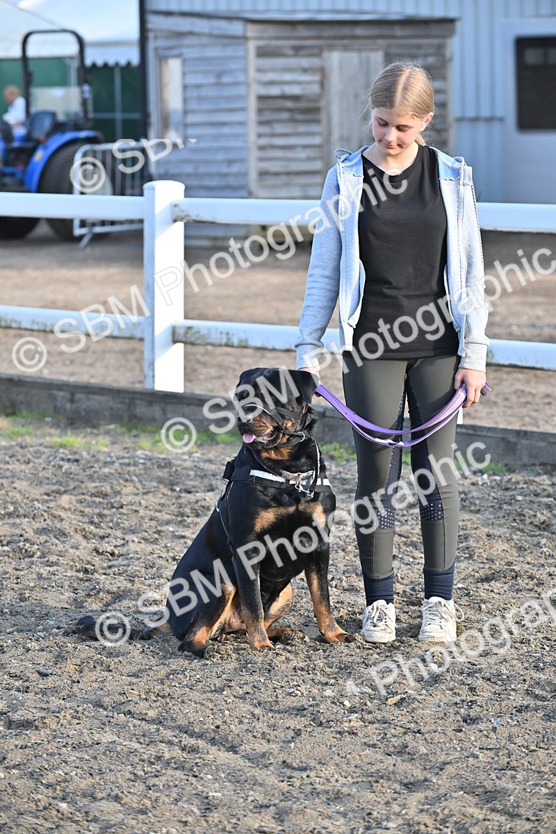 SBM_09433 - Lorry Dogs