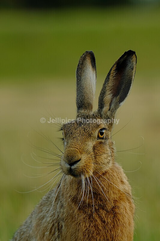  - Wildlife and Nature