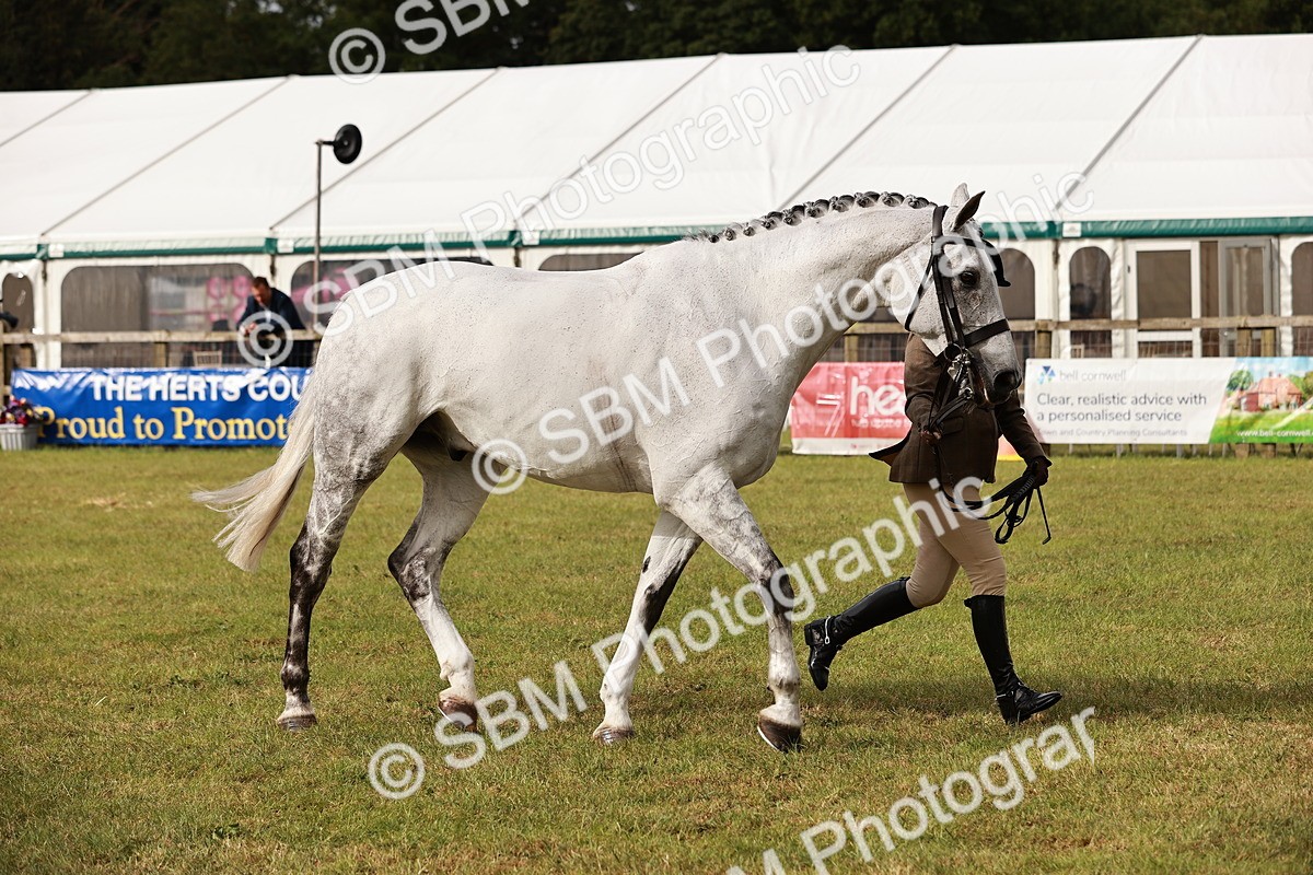 SBM_10880 - Class 81-84 - RIHS Ridden hunters Inc Ladies Hunter