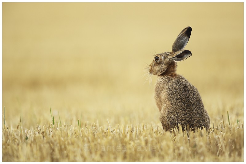 Harvest Hare - Latest Work