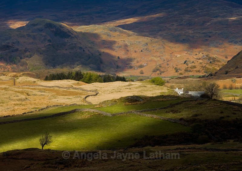 The cottage and the Tree - Lake District - England & The Shires