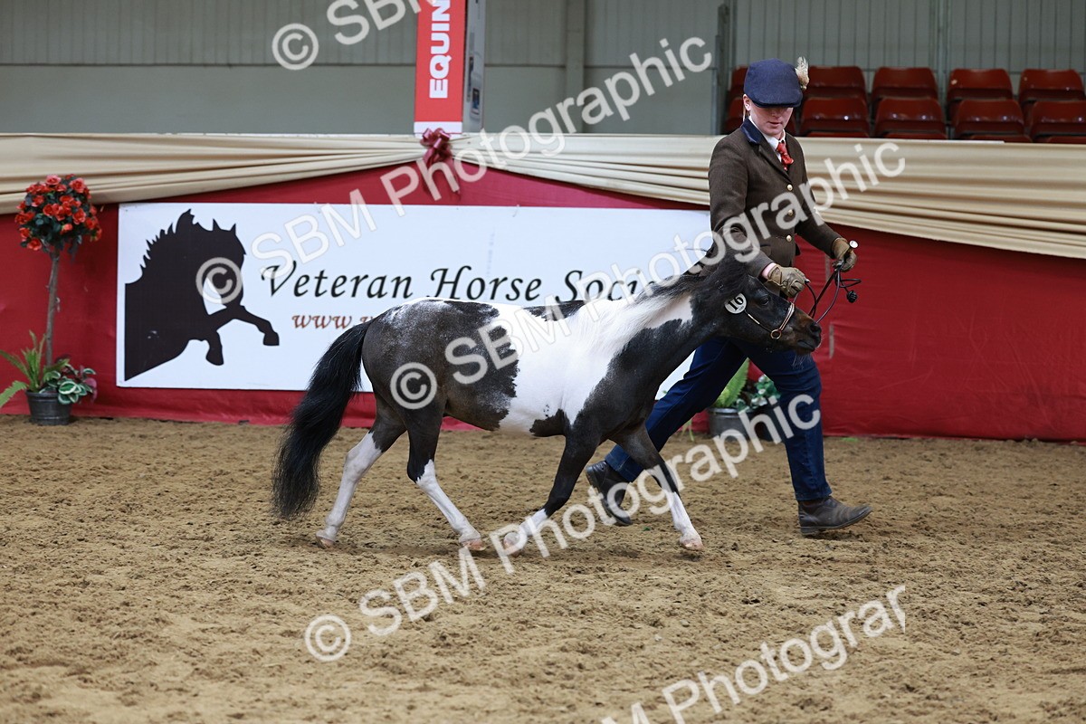 SBM_15741 - Class 110 - IH  Minature Horse