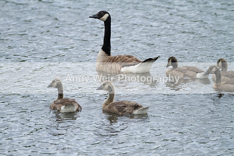 20130624-_MG_4289 - Geese