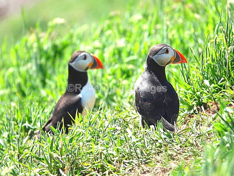 DSC00291 - Skomer 2019