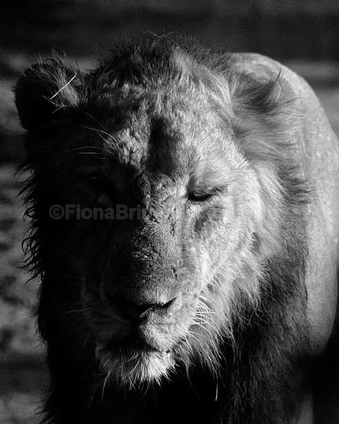 India E-5 - Wildlife of India