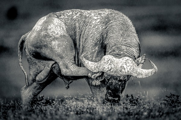 Buffalo, Soysambu, Kenya