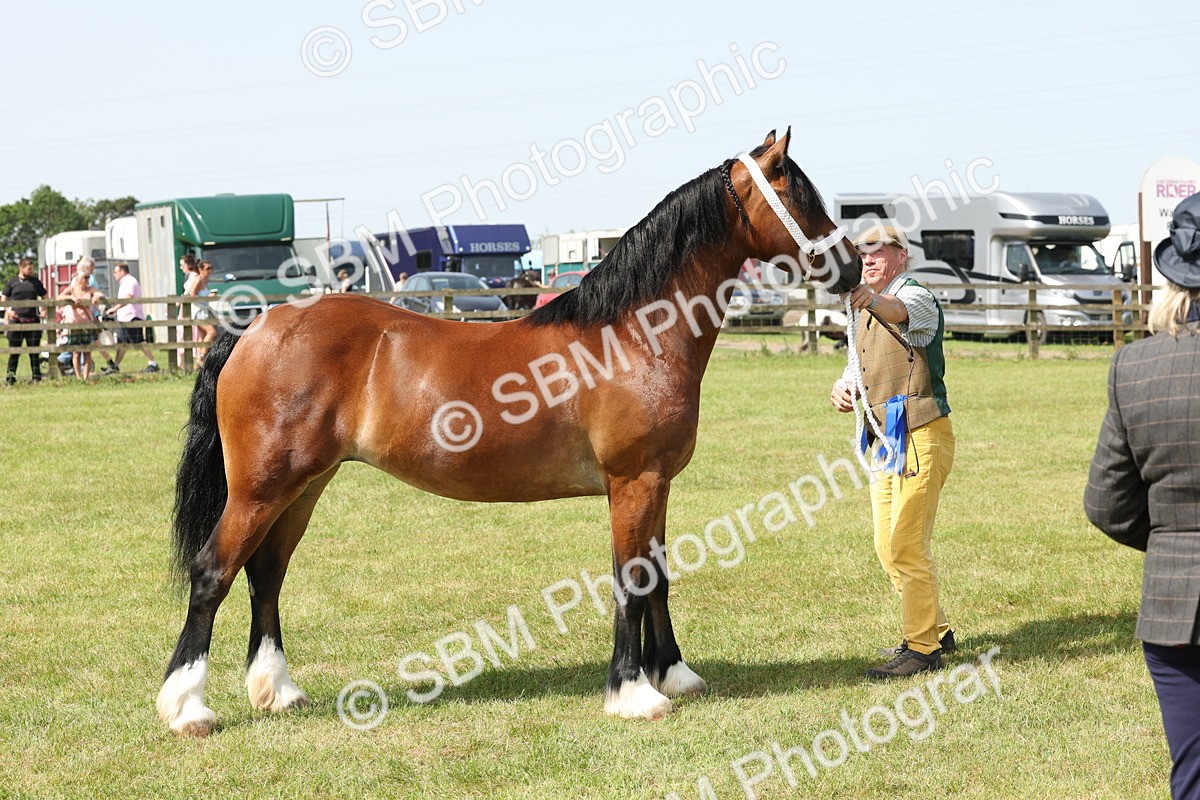 SBM_02356 - Class 6-13 - Mountatin and Moorland In Hand Welsh Breeds