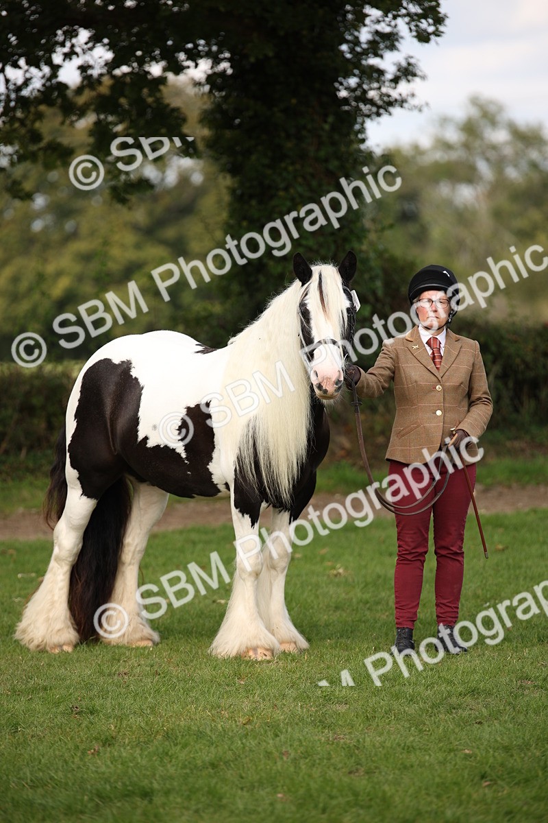 SBM_62300 - S55 - Traditional Cob In Hand