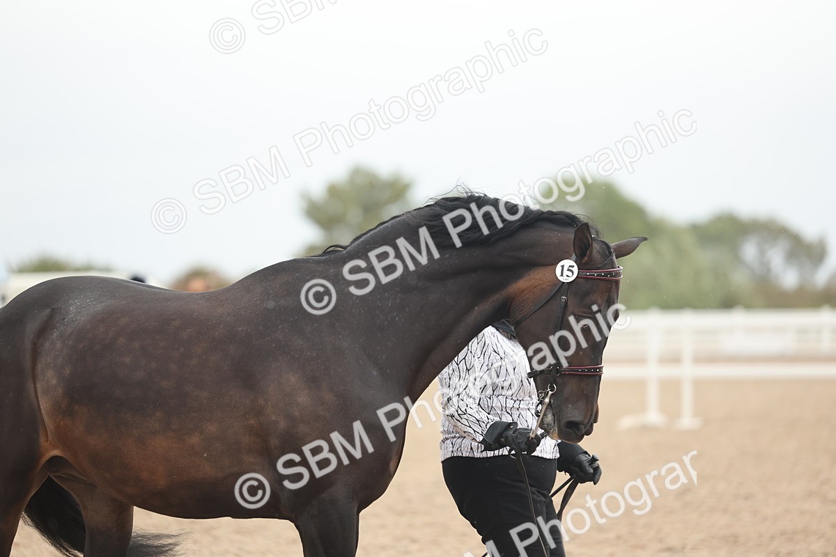 SBM_19349 - Class 317 - IH Pure Bred Horse-Pony