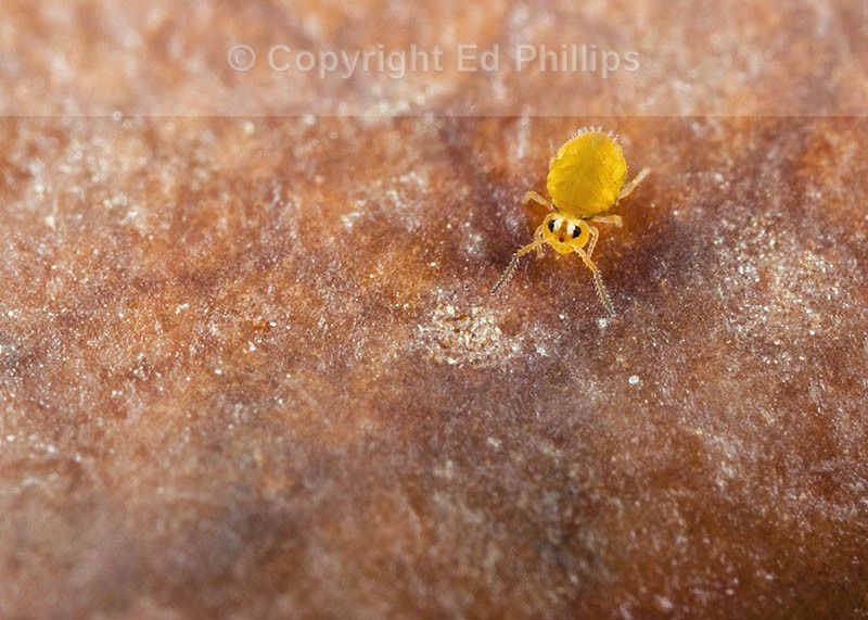 Sminthurinus aureus