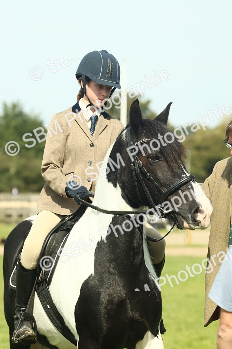 SBM_66659 - S34 - Rehabilitated Rescue Horse & Pony In Hand & Ridden