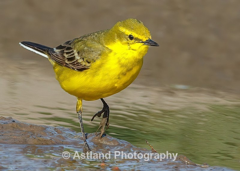 Astland Photography, Bird and Wildlife Images, Susan and Peter Wilson, U.K.