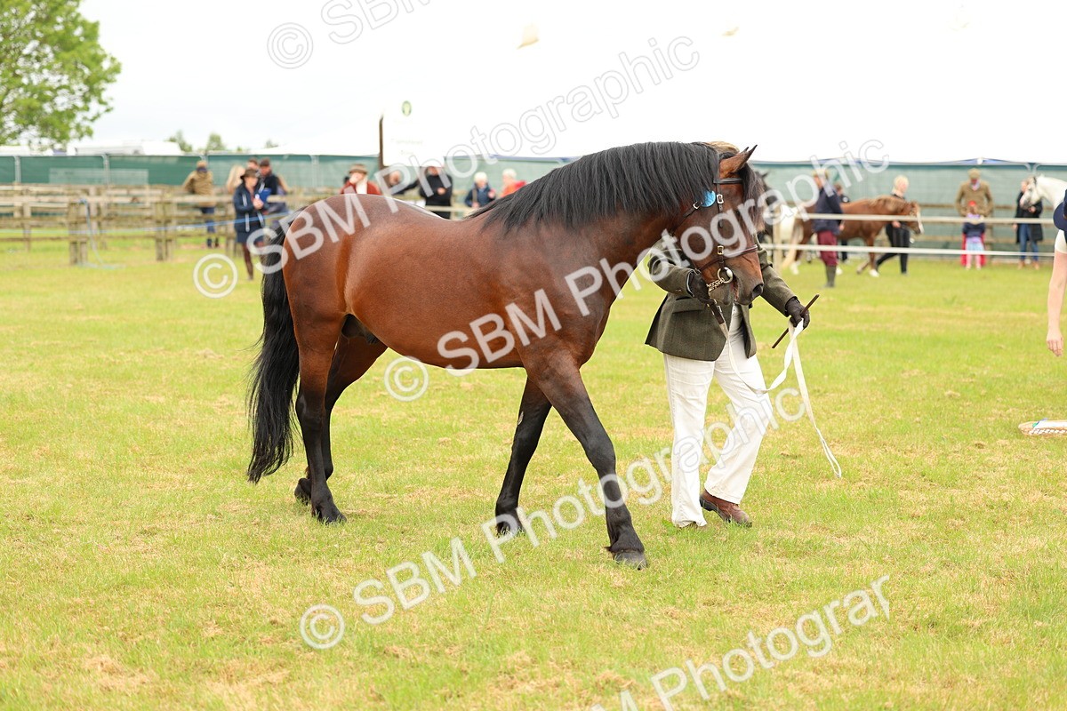 SBM_04198 - Class 64-67 - Shetland Pony In Hand