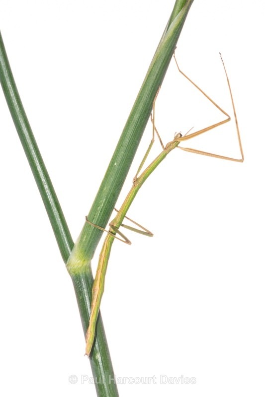 Mediterranean stick insect (Bacillius rossius)  - Insects, Spiders and other Animals