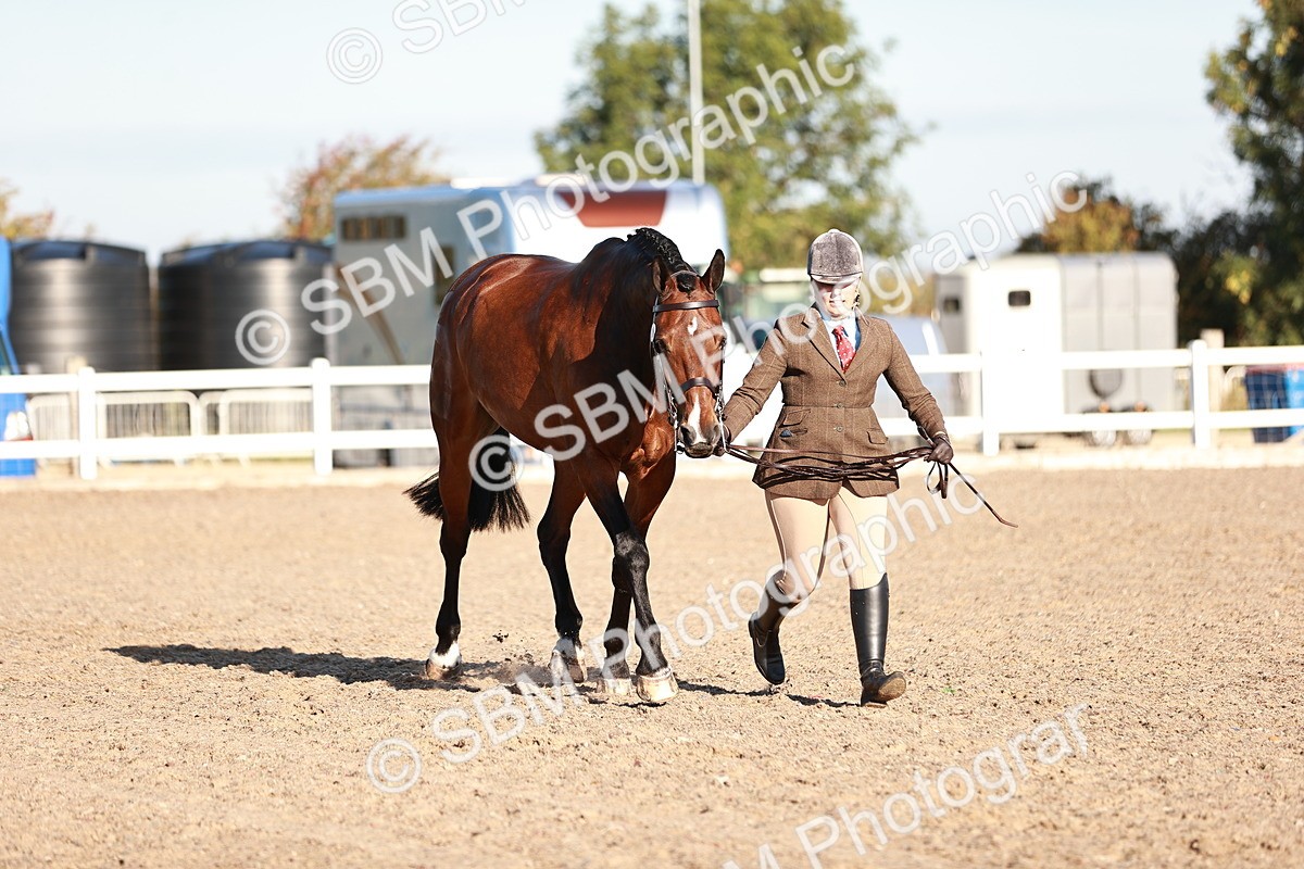 SBM_11191 - Class 401 - IH  Veteran horse