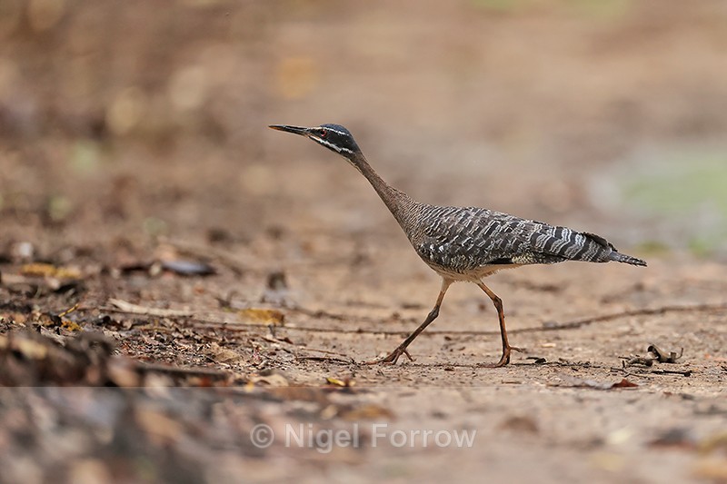 Sunbittern, Porto Jofre, Brazil - Sunbittern