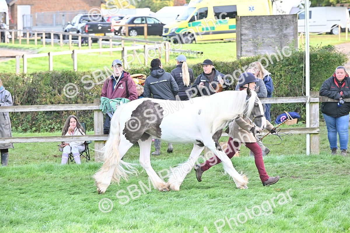 SBM_55338 - S44 - Youngstock In Hand