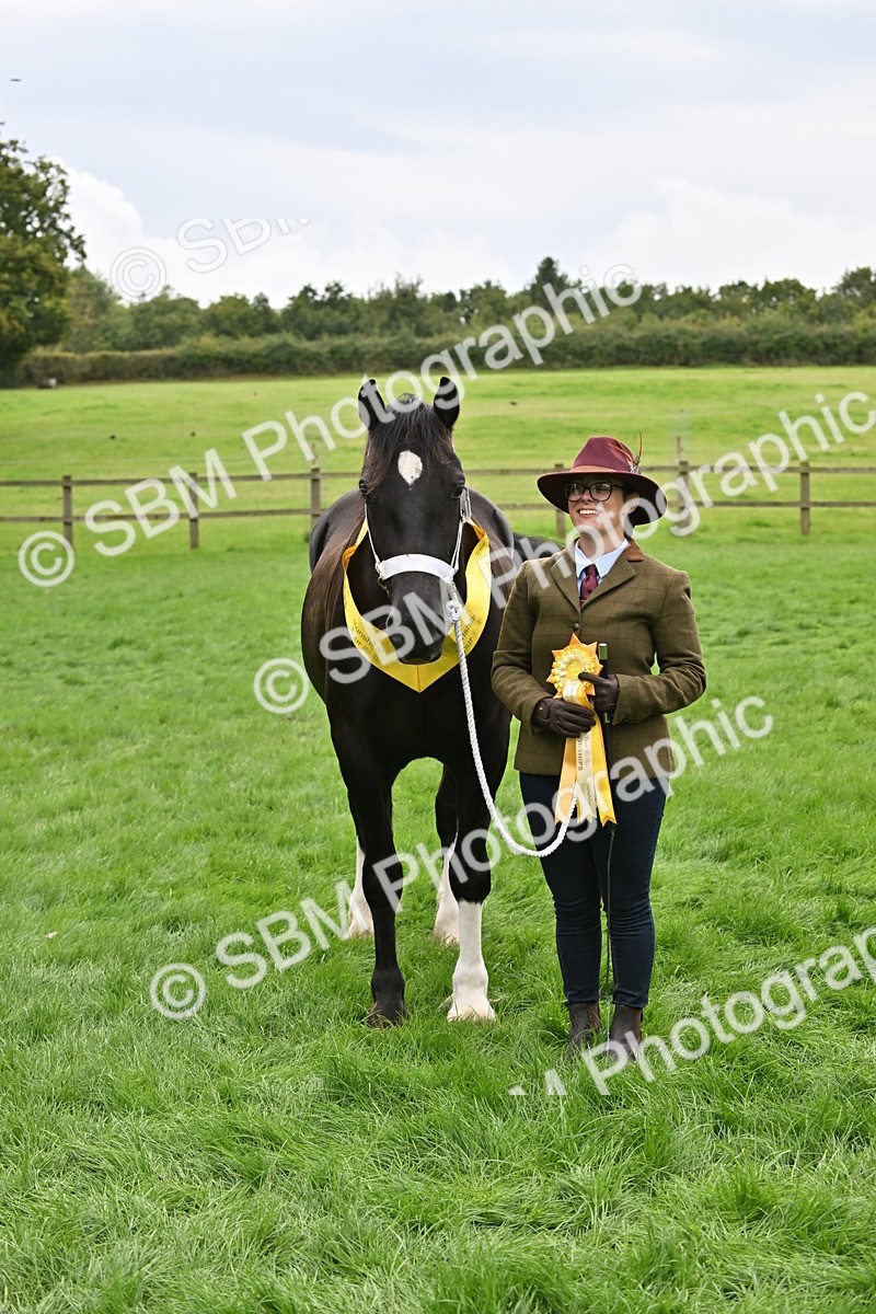 SBM_63315 - S49 - Mountain & Moorland In Hand Large Breeds