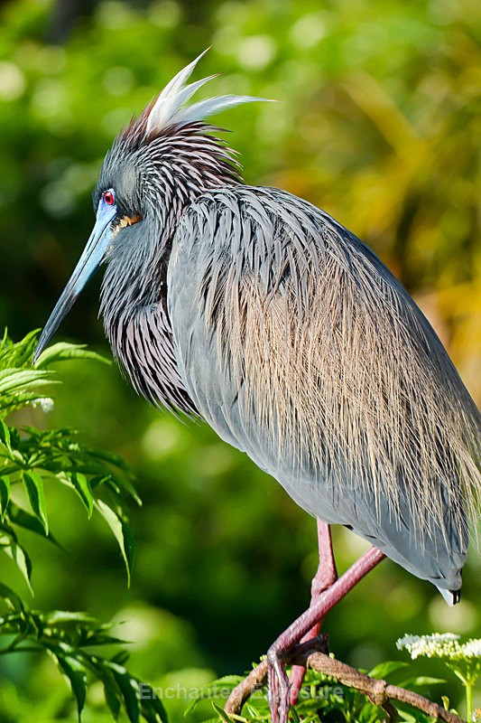 Great Blue Heron - Birds and Animals